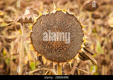 Champ de tournesols matures et séchés prêts à la récolte dans la région de Sredna Gora en Bulgarie Banque D'Images