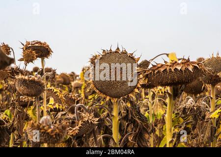 Champ de tournesols matures et séchés prêts à la récolte dans la région de Sredna Gora en Bulgarie Banque D'Images