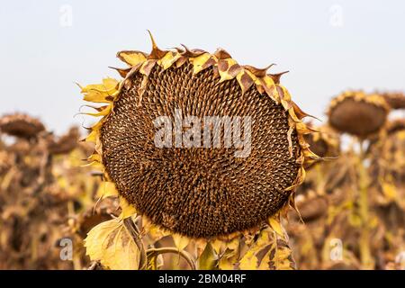 Champ de tournesols matures et séchés prêts à la récolte dans la région de Sredna Gora en Bulgarie Banque D'Images