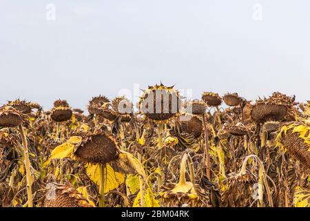 Champ de tournesols matures et séchés prêts à la récolte dans la région de Sredna Gora en Bulgarie Banque D'Images