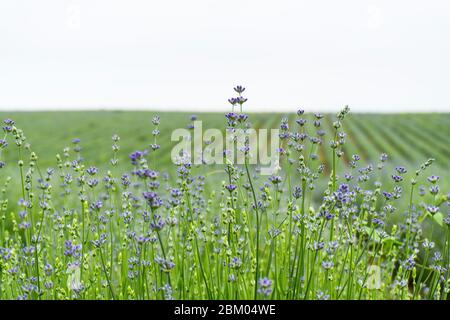 Champ de lavande sur une ferme de lavande dans la région de Sredna Gora en Bulgarie Banque D'Images