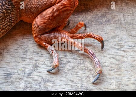 Gros plan sur la jambe arrière avec de longues griffes tranchantes de reptile tropical Red Iguana. Concentrez-vous sur la jambe avec une peau squameuse. Peau rouge, orange, jaune et bleu. R Banque D'Images