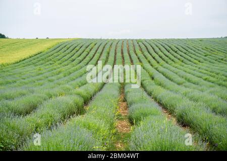 Champ de lavande sur une ferme de lavande dans la région de Sredna Gora en Bulgarie Banque D'Images