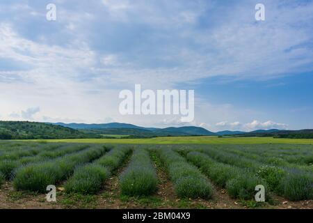 Champ de lavande sur une ferme de lavande dans la région de Sredna Gora en Bulgarie Banque D'Images