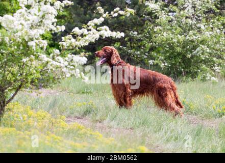 Magnifique chien Setter irlandais heureux debout dans l'herbe avec des fleurs Banque D'Images