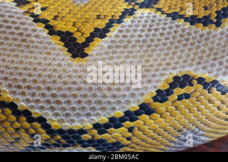 Gros plan de la texture de la peau du serpent pour le fond. Le python réticulé est un serpent non venimeux originaire de l'Asie du Sud et du Sud-est. Macro photo python sna Banque D'Images