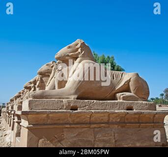 Rangée de l'ancien bélier égyptien a dirigé des sphinx dans l'avenue à l'extérieur du temple de Karnak à Louxor Banque D'Images