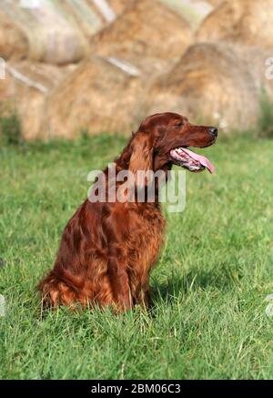 Magnifique chien de chasse de la panting irish setter assis dans l'herbe près de la paille Banque D'Images