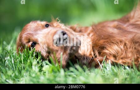 Beau chien irlandais heureux et vieux chien de compagnie couché dans l'herbe Banque D'Images