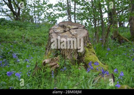 La souche d'un arbre dans les bois de Whichford, Warwickshire, avec des cloches de bleuets qui poussent à la base Banque D'Images