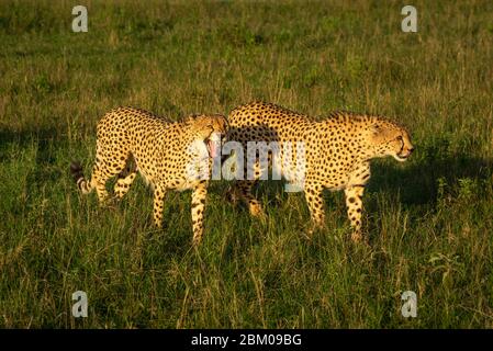 Deux mâles guépard traversent une longue herbe Banque D'Images