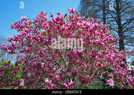 Gros plan sur le magnolia chinois de la soucoupe Banque D'Images