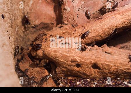 Macro Creepy gros plan d'un grand nombre de Arlequin cockroach (Neostylopyga rhombifolia). Insecte tropical sur branche de bois . Insectes domestiques courants rampant . D Banque D'Images