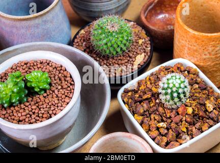 Cactus et plante succulente dans les pots en céramique adaptés à partir de bols en céramique Banque D'Images