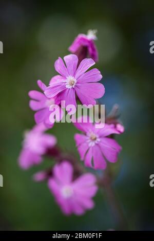 Les jolies fleurs délicates de la plante de Campion rouge. Silene dioica. Banque D'Images