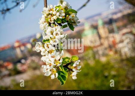 Cerisier fleuri dans les jardins de Petrin, dans le centre de Prague, République Tchèque, le 10 avril 2020. L'église Saint-Nicolas peut être vue en arrière-plan. ( Banque D'Images