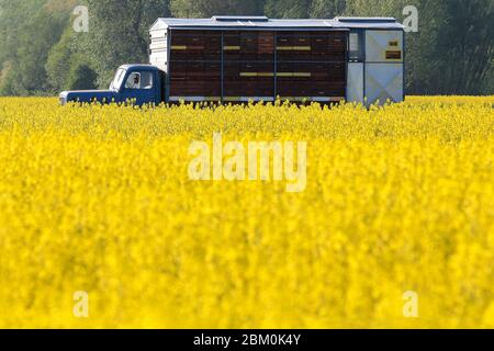 Ruches dans le camion dans un champ de colza jaune Banque D'Images