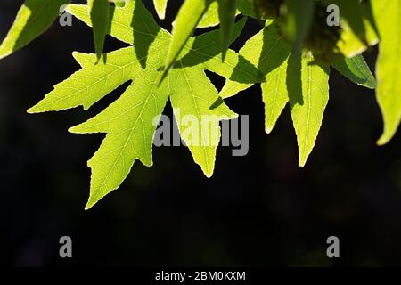 Lumière verte feuilles allumées photographiées contre la lumière sur fond sombre Banque D'Images