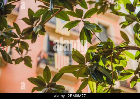 Lumière du soleil à travers la branche d'arbre avec drapeau catalan sur le balcon arrière-plan de l'architecture de Barcelone Banque D'Images