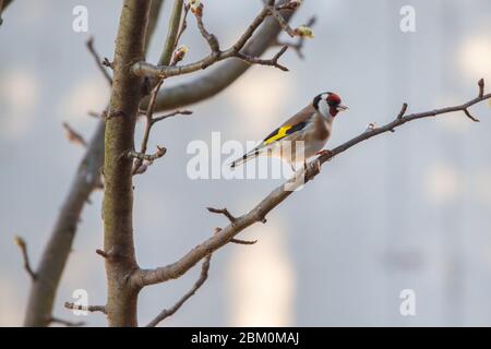 Un oiseau Goldfinch debout sur la branche observant Banque D'Images