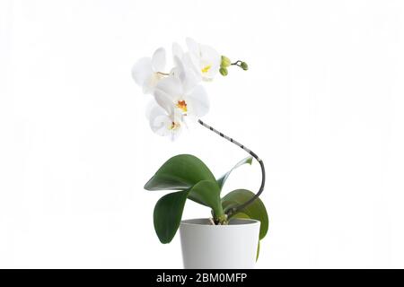Photo clé haute d'une orchidée blanche dans un vase blanc Banque D'Images
