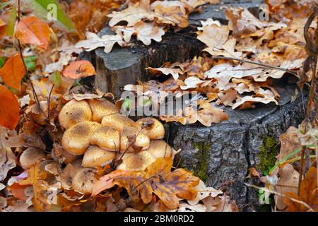 champignons agariques au miel poussant sur une souche dans la forêt d'automne parmi les feuilles de chêne de près. Banque D'Images