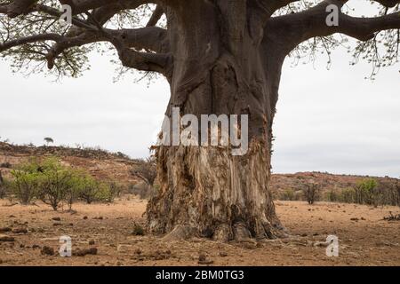 Arbre de baobab (Adansonia digitata) avec des éléphants endommagés, parc national de Mapungubwe, Limpopo, Afrique du Sud Banque D'Images