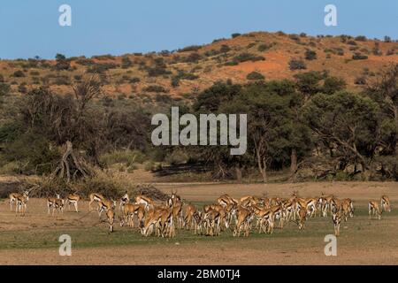 Le Springbok (Antidorcas marsupialis) troupeau, Kgalagadi Transfrontier Park, Afrique du Sud Banque D'Images