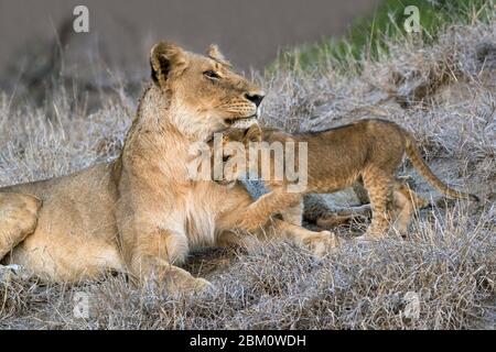 Lioness (Panthera leo) avec cub, Elephant Plains, réserve de gibier de sable de Sabi, Afrique du Sud Banque D'Images