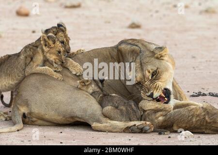 Lioness (Panthera leo) avec des petits de lait, parc transfrontier de Kgalagadi, Afrique du Sud Banque D'Images