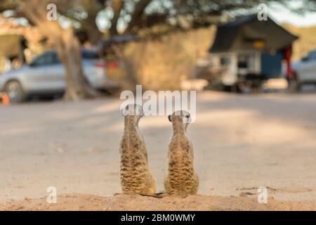 Meerkats (Suricata surigatta) dans le camp de repos de Mata Mata, parc transfrontier de Kgalagadi, Afrique du Sud Banque D'Images