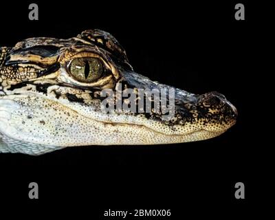 Photographie nocturne d'un alligator en gros plan dans le Bayou de Louisiane, aux États-Unis Banque D'Images