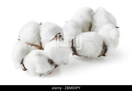 Deux fleurs de coton isolées sur fond blanc Banque D'Images