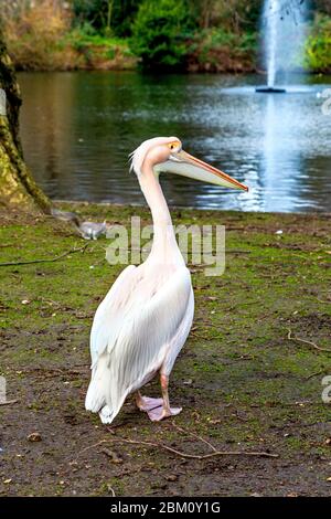 Pelican dans St James's Park, London, UK Banque D'Images