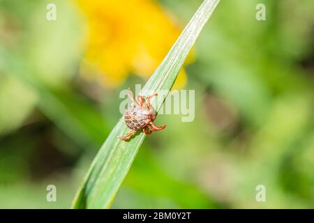 tick sur l'herbe, acarus sur l'herbe verte. Dermacentor marginatus, Dermacentor reticulatus. Banque D'Images