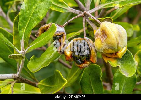 Un gros plan des gousses de graines d'un arbre de la turpentine, originaire de Nouvelle-Zélande, karo Pittosporum Crassifolium. Banque D'Images