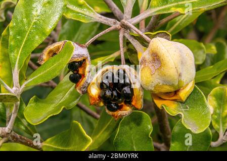 Un gros plan des gousses de graines d'un arbre de la turpentine, originaire de Nouvelle-Zélande, karo Pittosporum Crassifolium. Banque D'Images