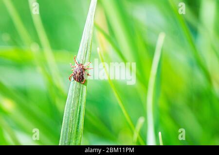 Encéphalite infectée insecte de Tick sur l'herbe verte au soleil de l'été. Maladie de Lyme Borreliose ou Encephalite virus infectieux Dermacentor Tick Banque D'Images