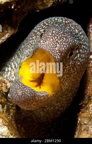 Gelbmaulmuräne (Gymnothorax nudivomer) und Partnergarnele (Urocaridella antonbruunii), Putzergarnele, Rotes, Meer, Aqaba, Jordanien, Asie Banque D'Images