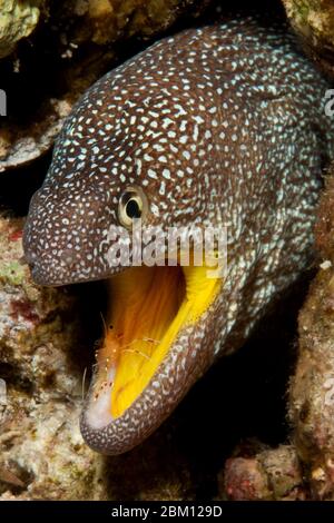 Gelbmaulmuräne (Gymnothorax nudivomer) und Partnergarnele (Urocaridella antonbruunii), Putzergarnele, Rotes, Meer, Aqaba, Jordanien, Asie Banque D'Images