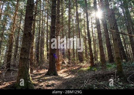 Poutres de soleil qui brillent à travers les pins dans une forêt de conifères sur le chemin du Mont Grey. Banque D'Images