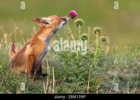 Un petit renard rouge près de son trou arrachent une fleur rouge. Vulpes vulpes. Banque D'Images