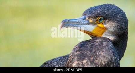 Portrait du Grand Cormorant. Phalacrocorax carbo. Gros plan Banque D'Images