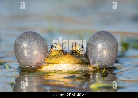 Marais vert grenouille croquant dans l'eau. Pélophylax ridibundus. Banque D'Images