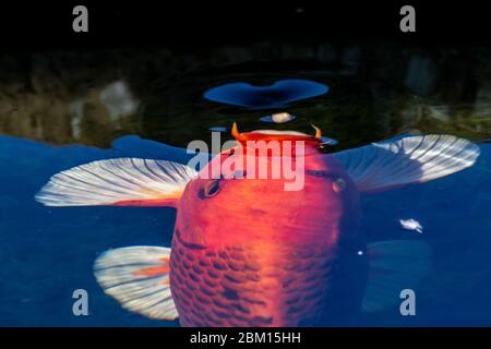 Carpe de Koi coloré venant à la surface de l'étang après la nourriture. Northampton, Angleterre, Royaume-Uni. Banque D'Images