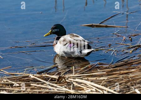 Mallard ou drake mâle (Anas platyrhynchos) en eau peu profonde Banque D'Images