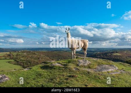 Femme Llama (Lama glama, majestueusement se trouve dans le parc national de Dartmoor Devon. Octobre 2019 Banque D'Images