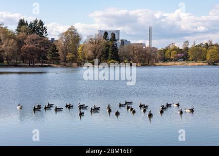 Vue sur la baie de Töölönlahti avec un troupeau d'oies de la bernache (Branta leucopsis) à Helsinki, en Finlande Banque D'Images