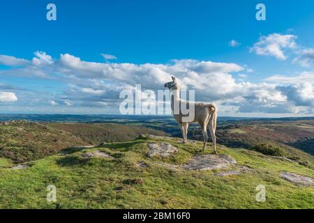 Femme Llama (Lama glama, majestueusement se trouve dans le parc national de Dartmoor Devon. Octobre 2019 Banque D'Images