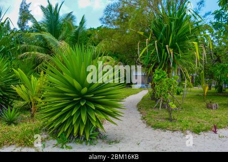 Beau chemin dans le sable blanc fin passant près d'une plante agave, une palmeraie et une végétation exotique. Sentier vert menant à un bungalow confortable sur la plage Banque D'Images
